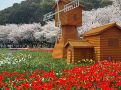 -苏州上方山国家森林公园
