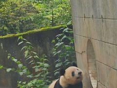 -中国大熊猫保护研究中心雅安碧峰峡基地