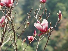 -桃花涧