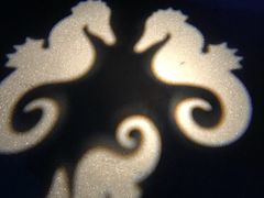 -暹罗海洋世界