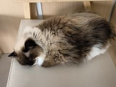 -鼓捣猫呢主题猫咖店