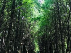 -同里国家湿地公园