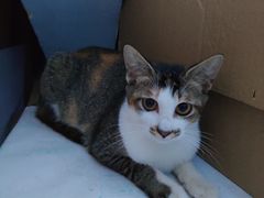 -宠物星动物医院·眼科·异宠·猫科(江南大道总院)