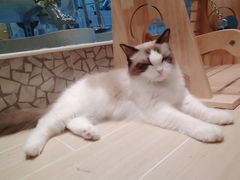 -momokira米努特·德文卷毛猫·棉花面纱犬