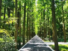 -东平国家森林公园