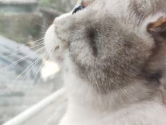 -猫小院猫主题餐厅(三里屯店)