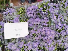 -龙大花卉苗木市场