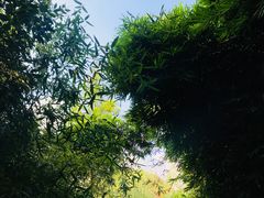 -八大山人梅湖景区