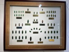 -上海昆虫博物馆