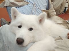 -和它·交个朋友·狗咖猫咖(爱琴海店)