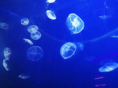 -临沂极地海洋王国