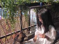 -柴犬高等学院·狗咖·柴犬售卖·宠物训练