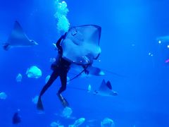 -烟台海昌鲸鲨海洋公园