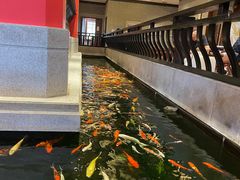 -龙悦湾酒家·八阵鱼生·渔人码头店
