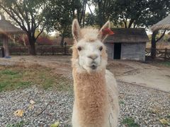 -昆山城市生态森林公园