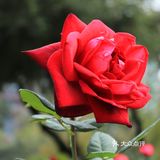 人民公园月季花展