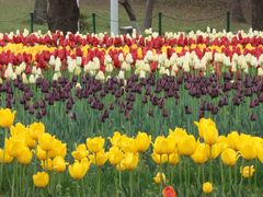 -大宁郁金香公园-停车场