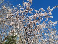-桃花堤公园