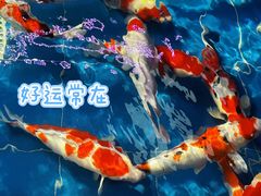 -中环花鸟鱼虫市场