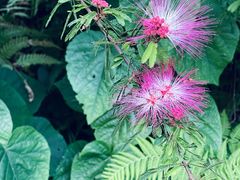 -深圳市中科院仙湖植物园