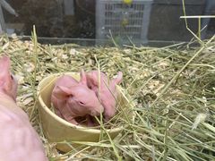 -藦茜花园宠物主题亲子互动体验馆(国顺东路店)