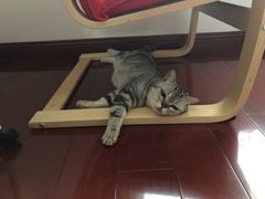 -派联宠物医院·24h·CT·异宠