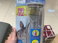 -香港宠物街