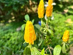-中国科学院西双版纳热带植物园