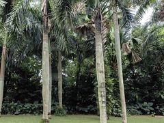 -深圳仙湖植物园