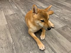 -浣熊柯尔鸭土拨鼠·电玩咖