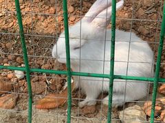 -三亚海棠湾万丽度假酒店