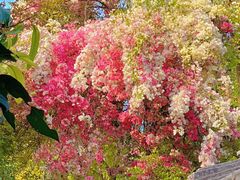 -深圳国际园林花卉博览园