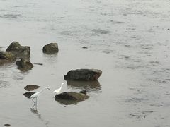 -深圳湾公园(南山区)