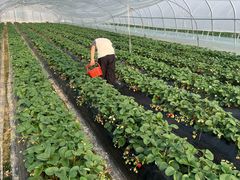 -喜杨洋草莓采摘园