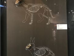 -北京周口店北京人遗址博物馆