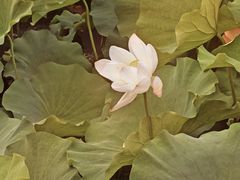 -蠡湖大桥公园
