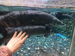 -海合安武汉极地海洋公园