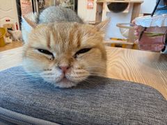 -有喵·猫咖·狗咖·30几只猫10只小狗(岗厦店)