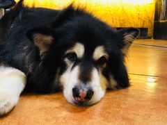 -more than meow吴止猫主题餐厅(承德 中船汇店)