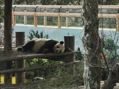 -西霞口神雕山野生动物世界