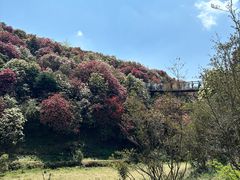 -贵州百里杜鹃风景名胜区