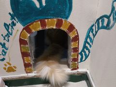 -藏猫猫咖啡主题馆(中央大道店)