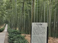 -大奇山国家森林公园