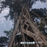 西双版纳小众玩法｜穿越到雨林里吃大餐🍃