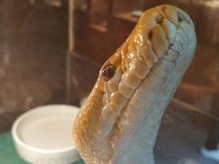 -上海大自然野生昆虫馆(东方明珠·爬宠昆虫探索中心)