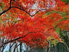 -秋霞圃