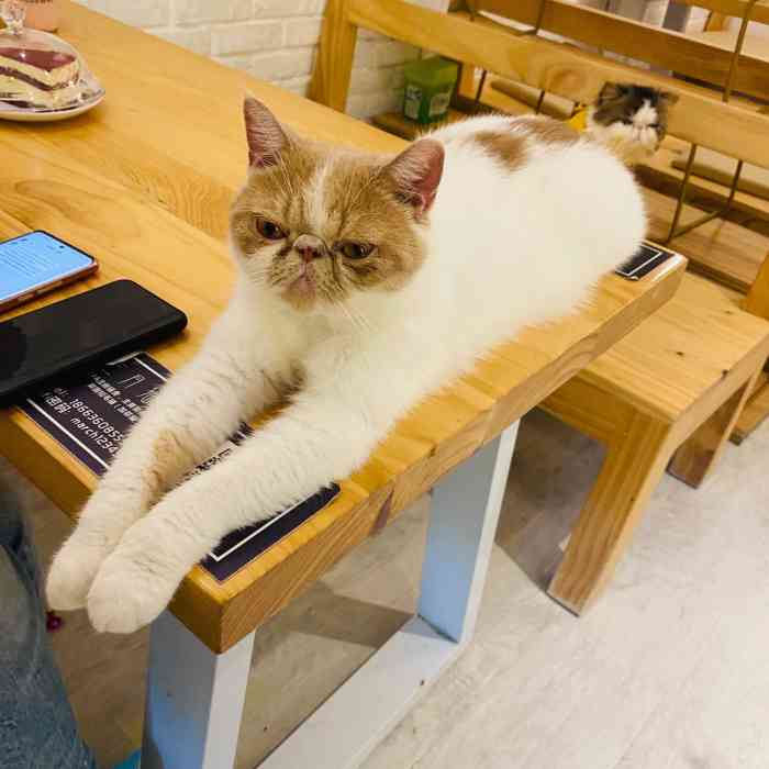 三月猫咖-"一定要买零食!因为掌握经济才能受到猫咪欢.