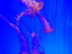 -上海海洋水族馆