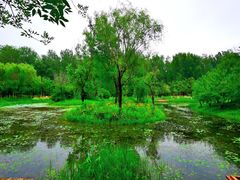 -东郊湿地公园