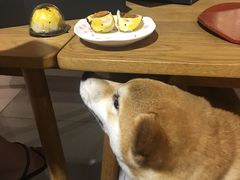 -柴务处·柴犬主题狗咖